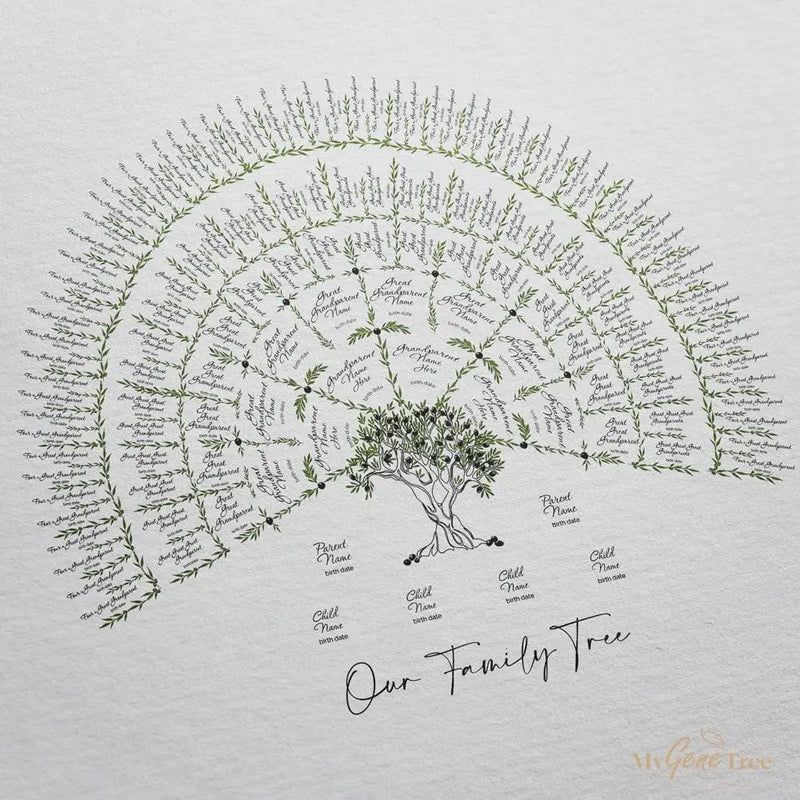 Olive Family Tree 7 Generations - Digital Family Tree Template – MyGeneTree